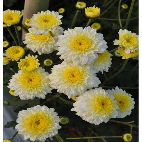 Premium Yellow White Chrysanthemum Flower seeds for Planting Hardy Variety, Heirloom & GMO Free Seeds for Home Garden seeds
