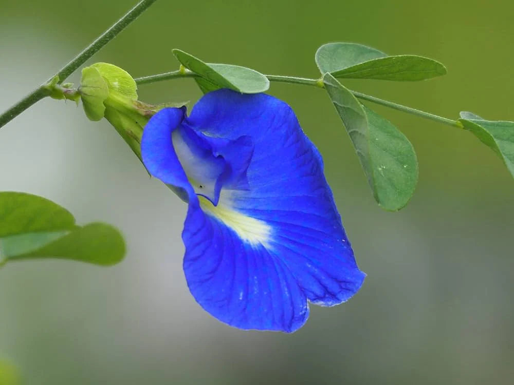 Pea Flower seeds for Planting Cut Flower Favorite Heirloom & GMO Free Seeds for Home Garden