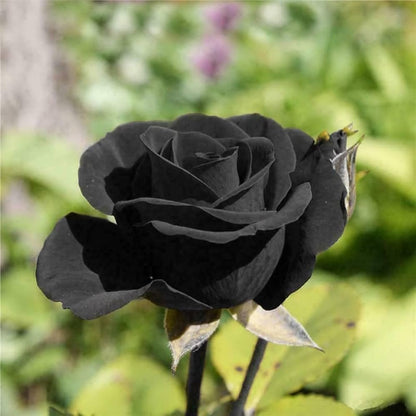 Heirloom Rugosa Rose Flower seeds for Planting Perfect for Borders Heirloom & GMO Free Seeds for Home Garden