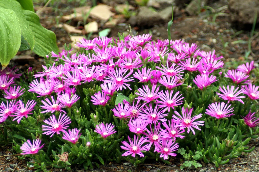 Pink Crownvetch Flower seeds for Planting Cottage Garden Essential, Heirloom & GMO Free Seeds for Home Garden vegetable and garden seeds