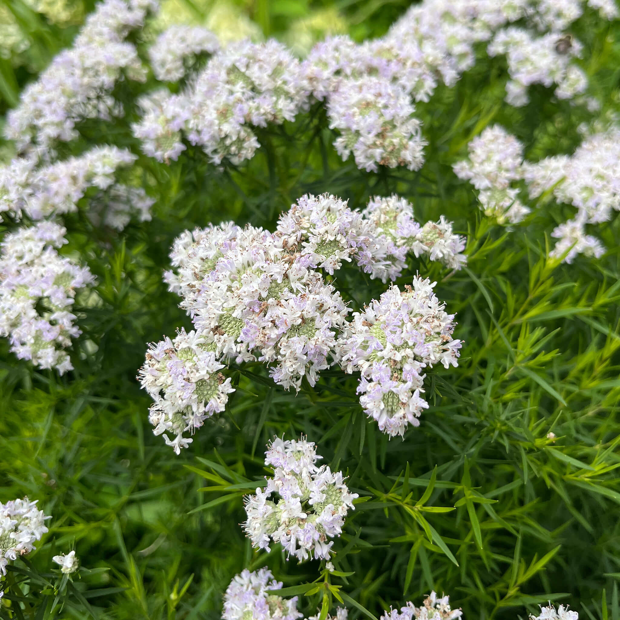 Premium White Mountain Mint Flower seeds for Planting Drought Tolerant, Heirloom & GMO Free Seeds for Home Garden seeds