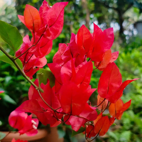 Premium Buganvilla Flower seeds for Planting Easy to Grow, Heirloom & GMO Free Seeds for Home Garden seeds
