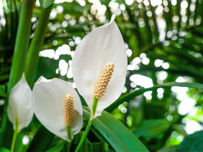 Spathiphyllum Peace Lily Seeds For Easy Planting Flower