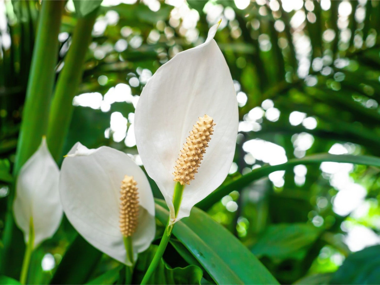 Spathiphyllum Flower seeds for Planting Cottage Garden Essential Heirloom & GMO Free Seeds for Home Garden