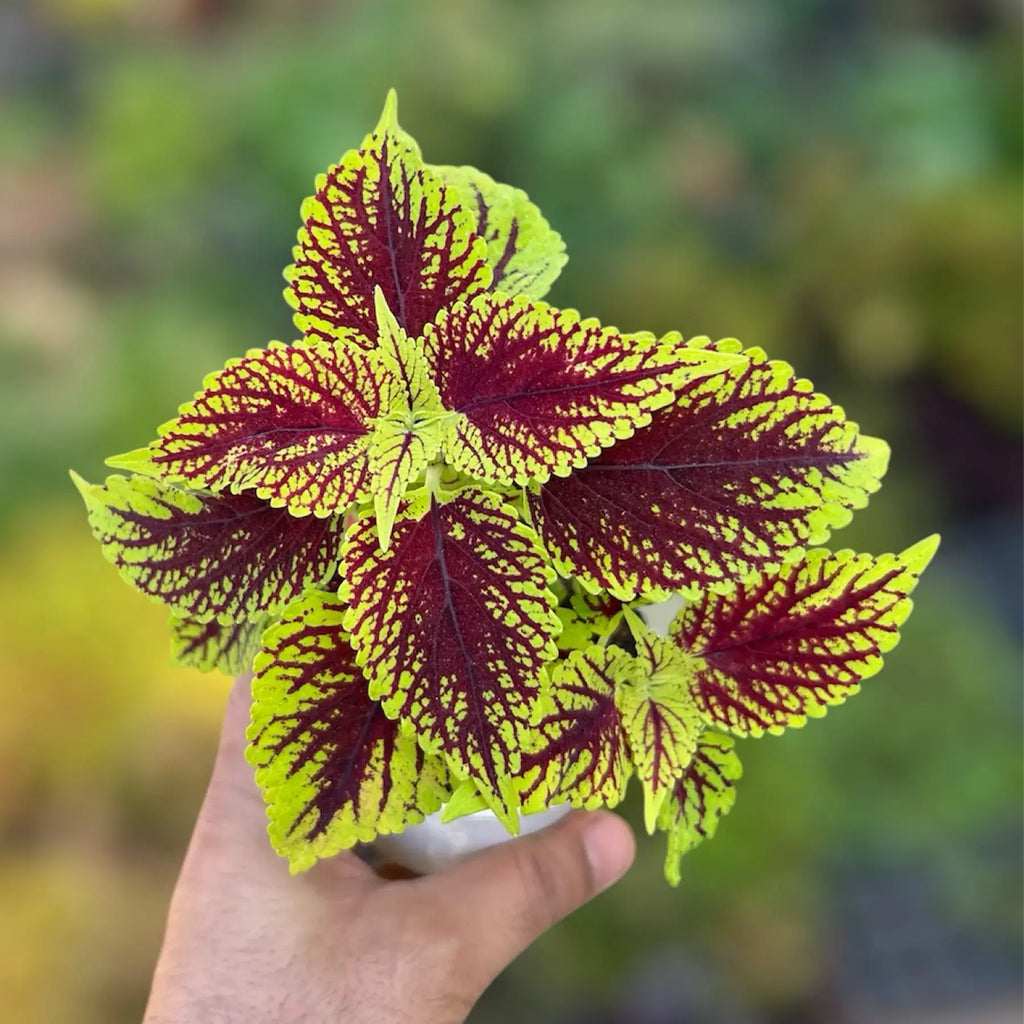 Premium Yellow Red Coleus Flower seeds for Planting Long Bloom Season, Heirloom & GMO Free Seeds for Home Garden seeds
