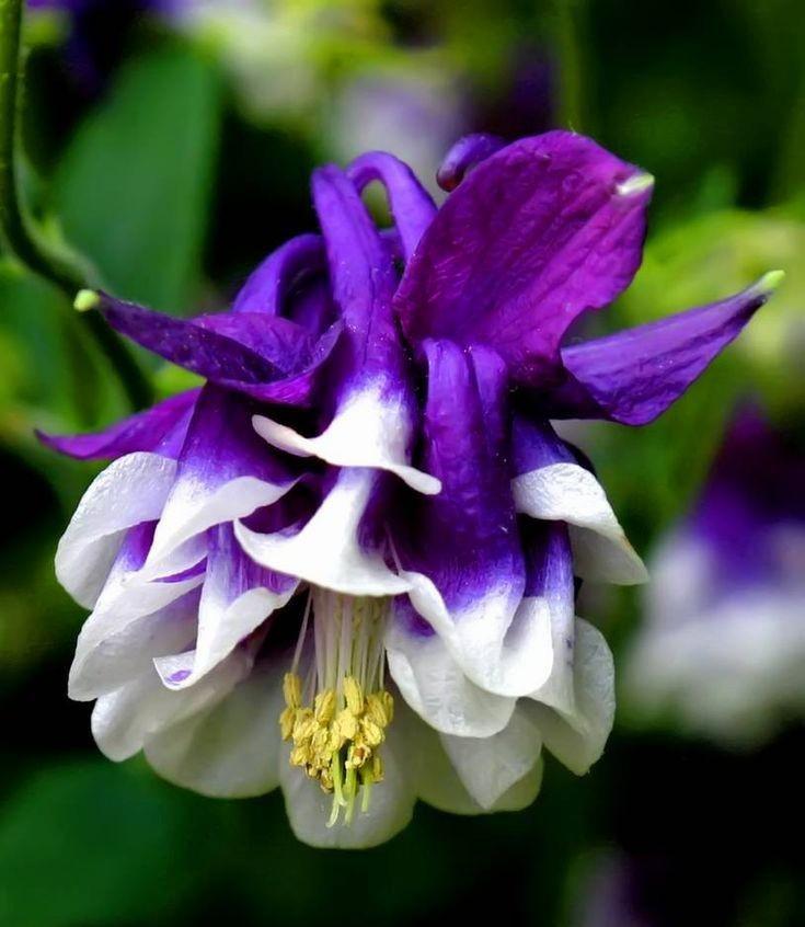 White Violet Aquilegia Flower seeds for Planting Premium Quality, Heirloom & GMO Free Seeds for Home Garden vegetable and garden seeds