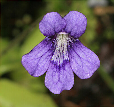 High quality Blue Pinguicula Grandiflora Flower seeds for Planting Bright Blooms, Heirloom & GMO Free Seeds for Home Garden seeds pack
