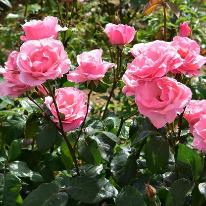 Rose Queen Elizabeth Flower seeds for Planting - Vibrant Colors, Heirloom & GMO Free Seeds for Home Garden