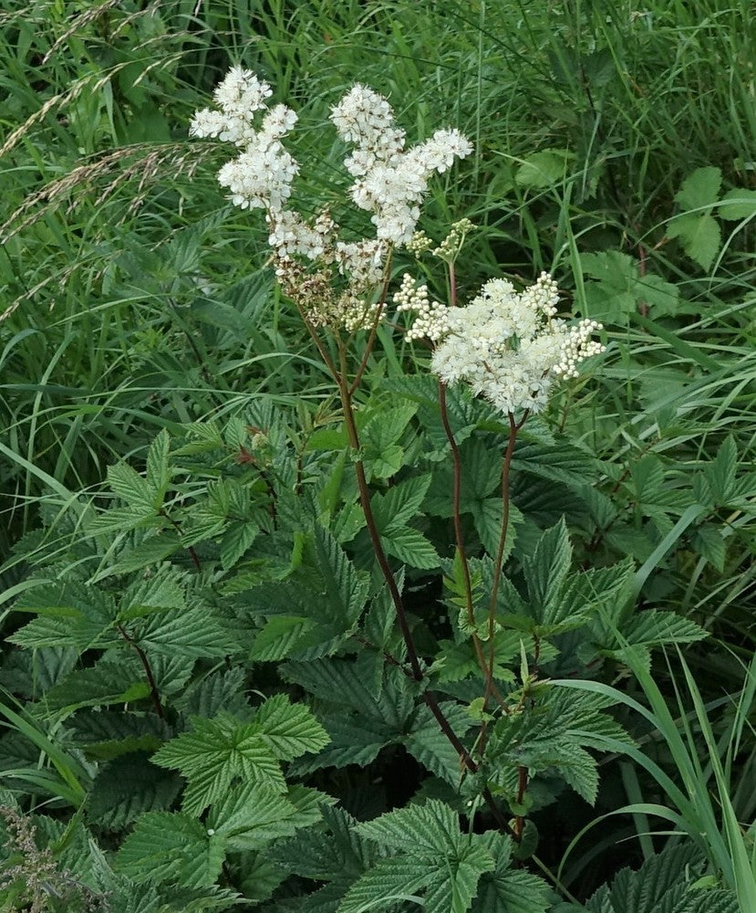 Queen of the Meadow plant blooming with white flower clusters