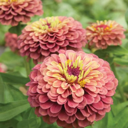 Queeny Lime Red Zinnia Flower seeds for Planting Shade Tolerant Heirloom & GMO Free Seeds for Home Garden