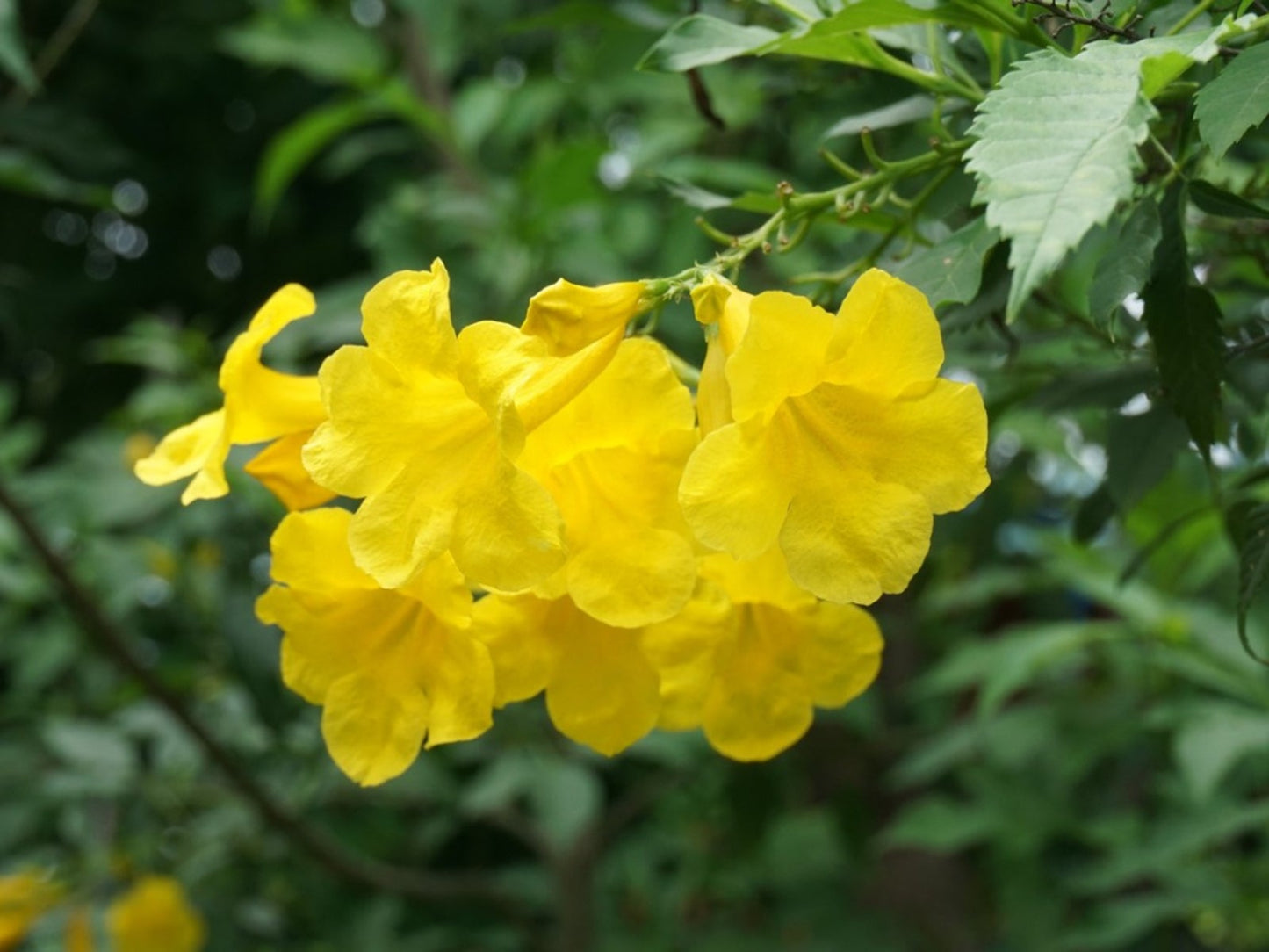 Esperanza Flower seeds for Planting Wildflower Mix Heirloom & GMO Free Seeds for Home Garden