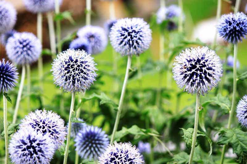 Blue Echinops Ritro Flower seeds for Planting Premium Quality, Heirloom & GMO Free Seeds for Home Garden Sale vegetable and garden seeds