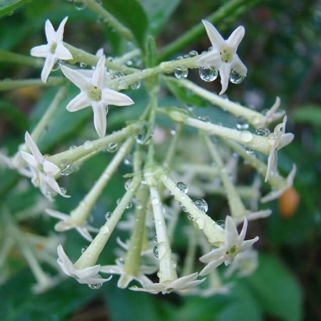 Cestrum Flower seeds for Planting Garden Favorite, Heirloom & GMO Free Seeds for Home Garden vegetable and garden seeds