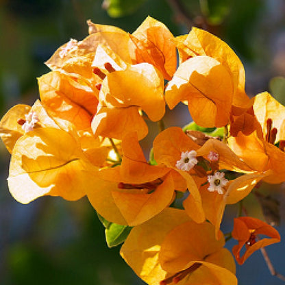 Radiant Yellow Bougainvillea Seeds for Vibrant Garden Planting