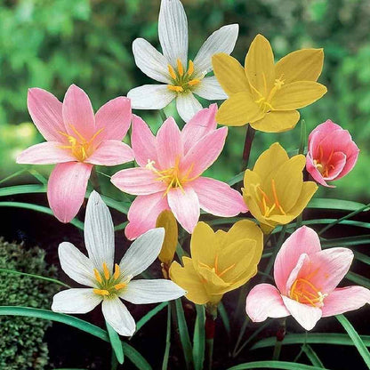 Mixed Rain Lily Flower seeds for Planting - Easy to Grow, Heirloom & GMO Free Seeds for Home Garden
