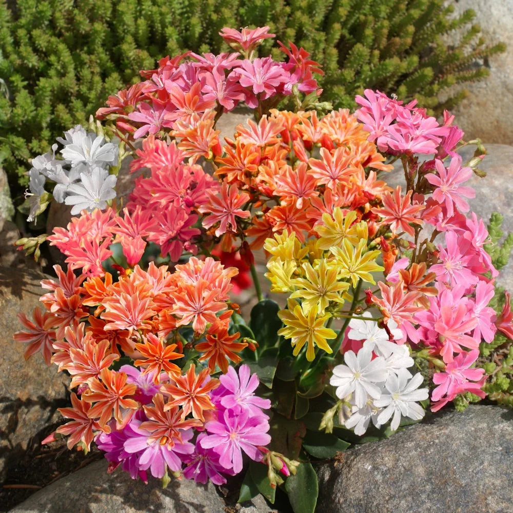 Mixed Lewisia Flower seeds for Planting Compact Growth, Heirloom & GMO Free Seeds for Home Garden vegetable and garden seeds