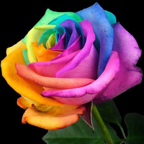 High quality Multicolor Rose Flower seeds for Planting Cottage Garden Essential, Heirloom & GMO Free Seeds for Home Garden seeds pack