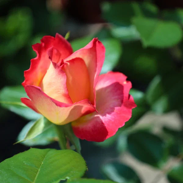 Sorbet Roses Floribunda Flower seeds for Planting Pollinator Friendly Heirloom & GMO Free Seeds for Home Garden