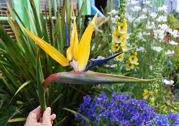Rainbow Strelitzia Flower Seeds for Garden Planting