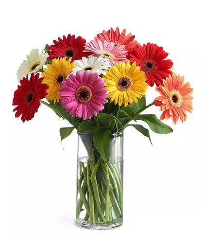 Gerbera Flower Seeds Planting Pack