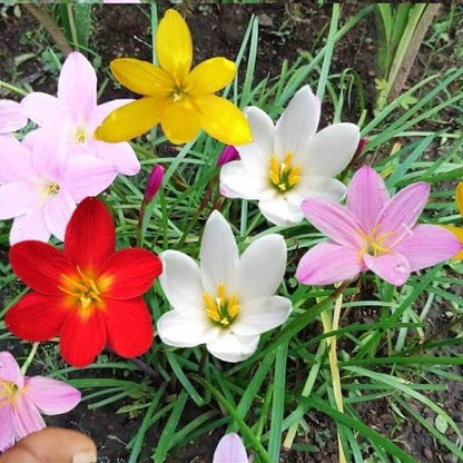 Mixed Rain Lily Flower seeds for Planting - Easy to Grow, Heirloom & GMO Free Seeds for Home Garden