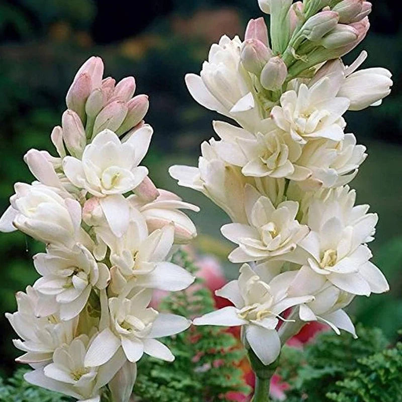 Premium Asperata Flower seeds for Planting Hardy Variety, Heirloom & GMO Free Seeds for Home Garden seeds