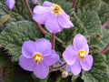 Ramonda Myconi Flower seeds for Planting Low Maintenance, Heirloom & GMO Free Seeds for Home Garden seeds for planting