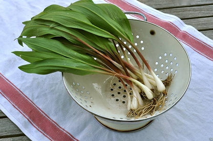 White flowering Wild Leek Ramp herb in bloom