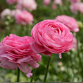 Light Pink Ranunculus Flower seeds for Planting Pollinator Friendly, Heirloom & GMO Free Seeds for Home Garden seeds for planting