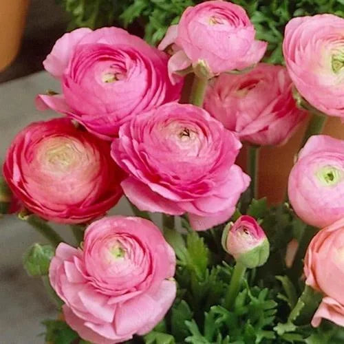 Premium Light Pink Ranunculus Flower seeds for Planting Pollinator Friendly, Heirloom & GMO Free Seeds for Home Garden seeds