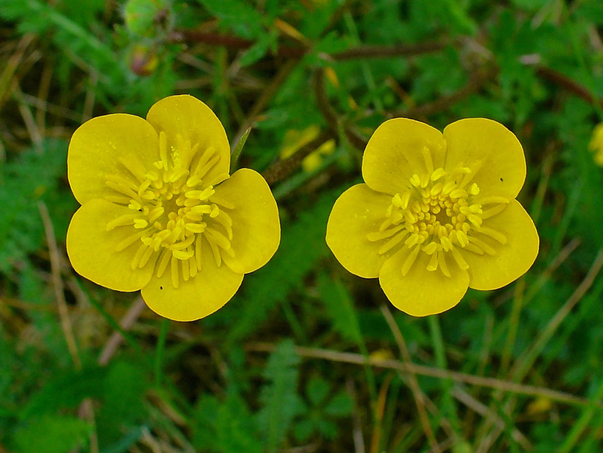 Meadow Buttercup Flower seeds for Planting Shade Tolerant Heirloom & GMO Free Seeds for Home Garden 
 
 Sale for planting in home garden