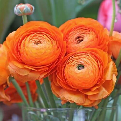 Yellow Red Ranunculus Flower seeds for Planting Perfect for Borders, Heirloom & GMO Free Seeds for Home Garden vegetable and garden seeds