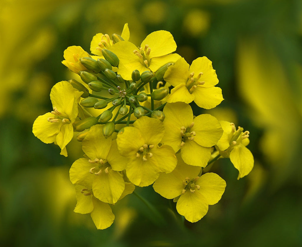 Premium Yellow Edible Rape Flower seeds for Planting Bright Blooms, Heirloom & GMO Free Seeds for Home Garden seeds