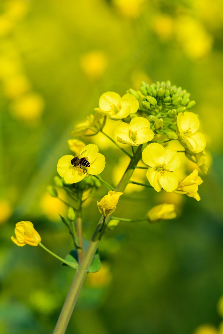 Yellow Rape Flower seeds for Planting Fragrant Blossoms, Heirloom & GMO Free Seeds for Home Garden vegetable and garden seeds