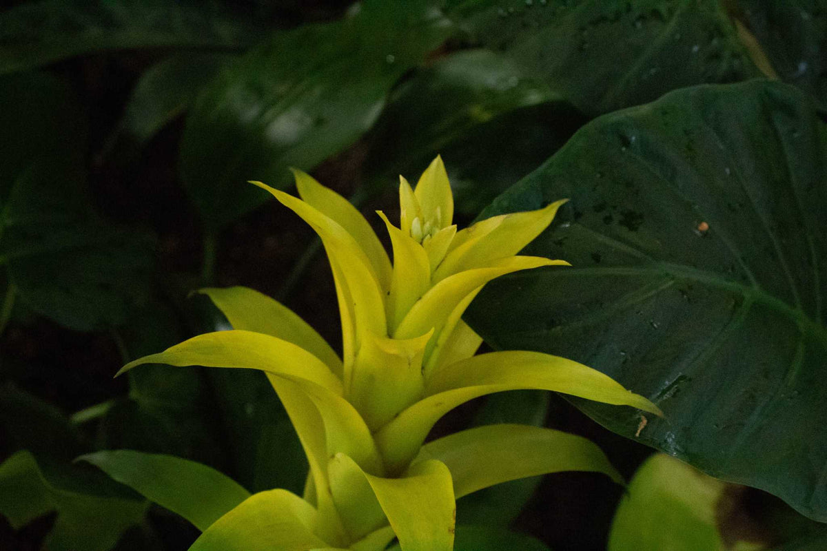 Yellow Bromeliad Tillandsia Bulbosa Flower Seeds for Planting – Heirloom, Non-GMO, Organic Garden Seeds