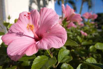 Hibiscus Bonsai Flower seeds for Planting Perfect for Borders Heirloom & GMO Free Seeds for Home Garden