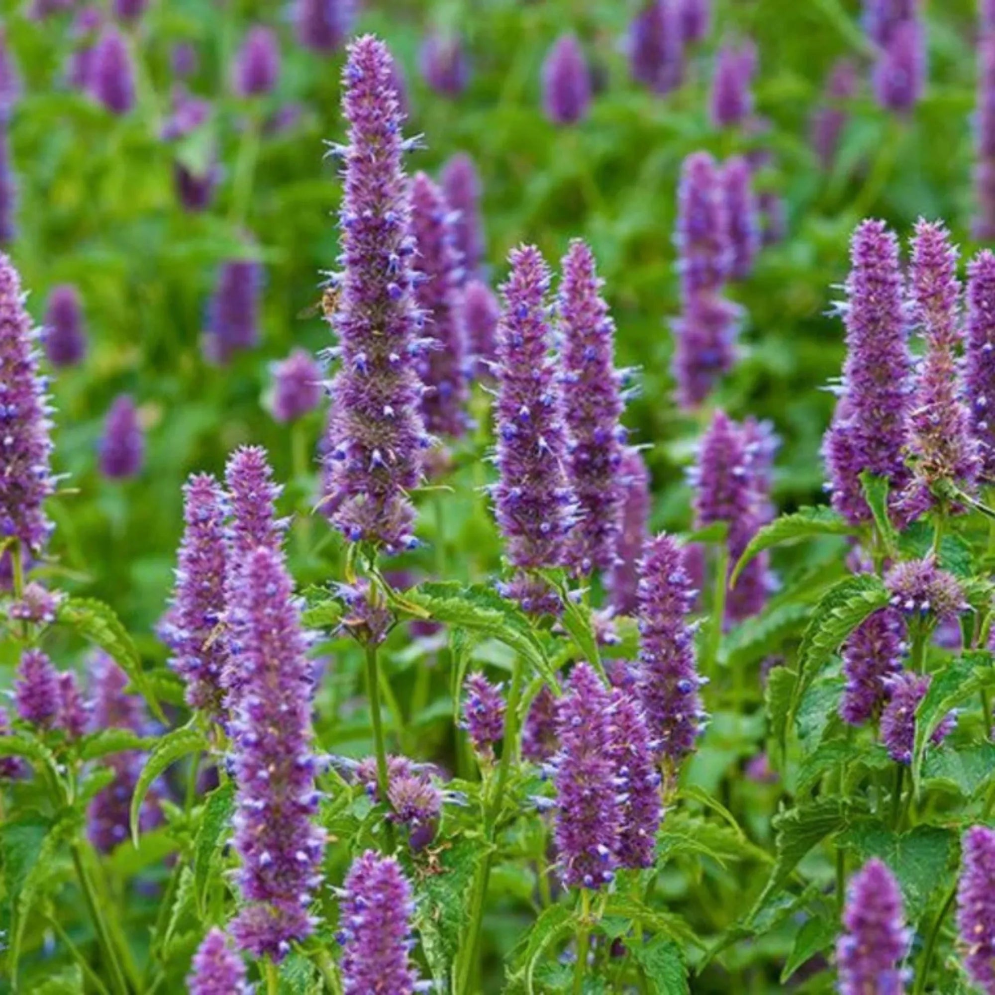 Premium Nepeta Parnassica Flower seeds for Planting Bright Blooms, Heirloom & GMO Free Seeds for Home Garden seeds