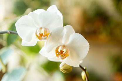 Orchid Phalaenopsis Flower seeds for Planting, Easy to Grow Heirloom & GMO Free Seeds for Home Garden