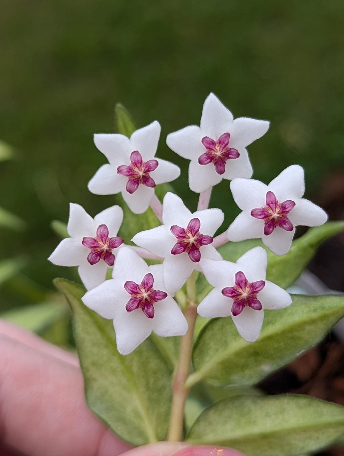 Hoya Kerrii Flower seeds for Planting Drought Tolerant Heirloom & GMO Free Seeds for Home Garden