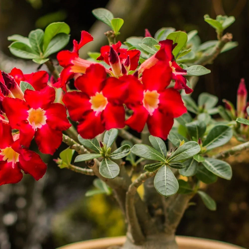 Red Adenium Flower Seeds for Planting