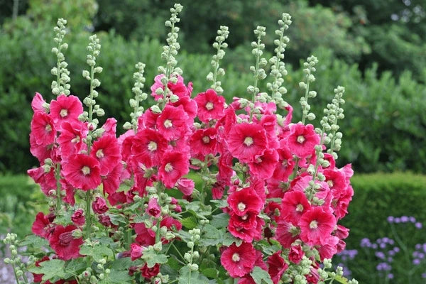 Mallow Alcea Rosea Flower seeds for Planting Seasonal Bloomer, Heirloom & GMO Free Seeds for Home Garden vegetable and garden seeds