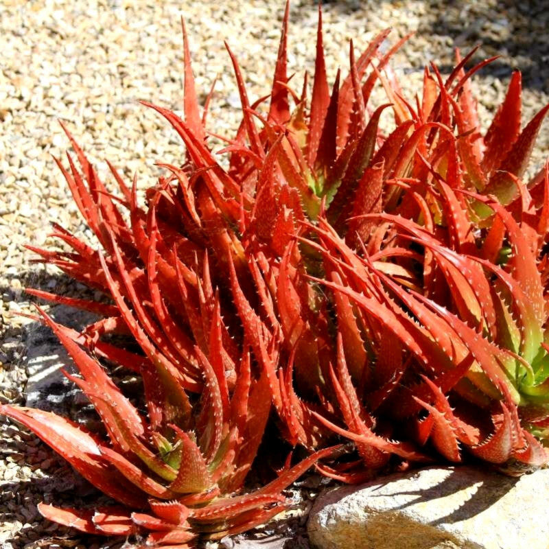 Aloe Cameron Seeds For Planting Mixed - Unique & Diverse Plants