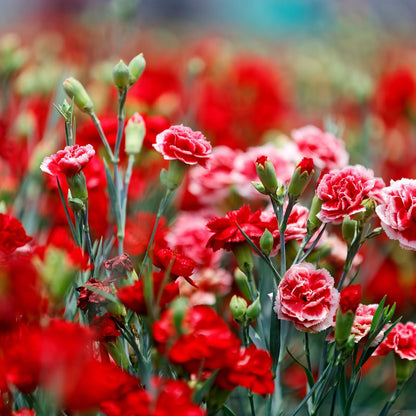 Carnation Flower seeds for Planting Garden Favorite Heirloom & GMO Free Seeds for Home Garden
