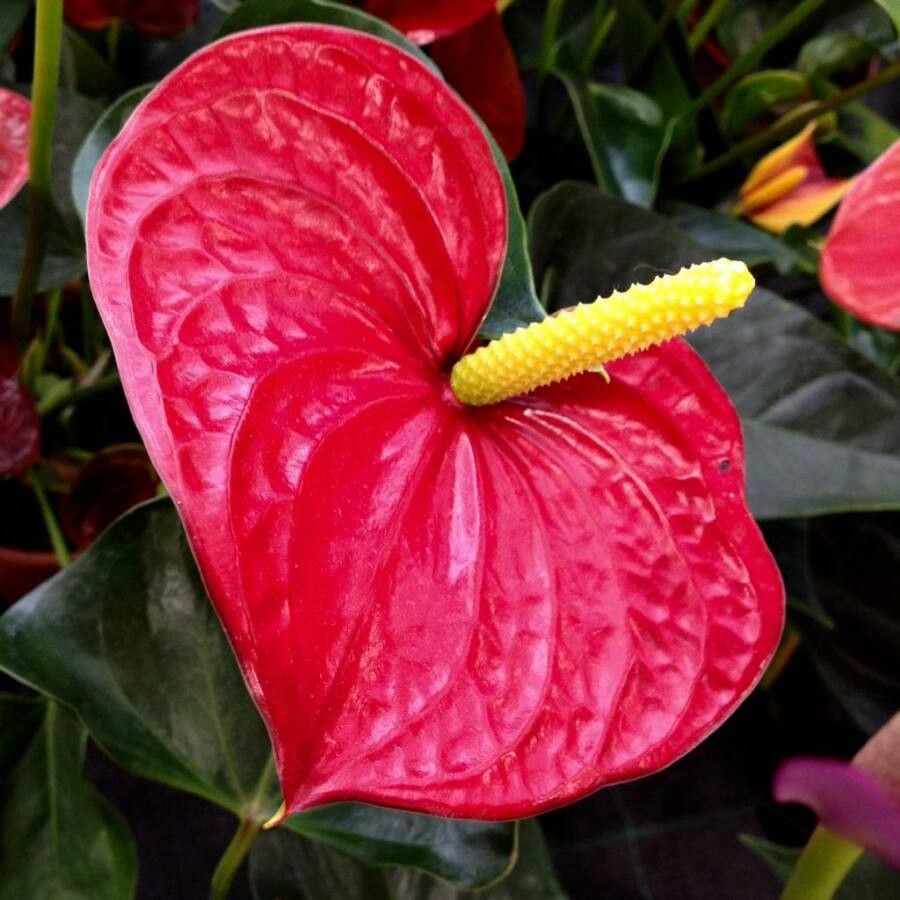 Red Anthurium Linden Araceae Flower Seeds for Planting