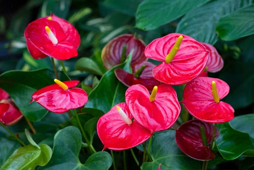 Premium Anturio Flower seeds for Planting Premium Quality, Heirloom & GMO Free Seeds for Home Garden seeds