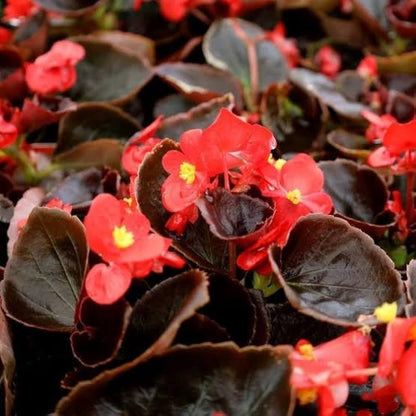 Begonia Flower seeds for Planting Sun Loving Heirloom & GMO Free Seeds for Home Garden