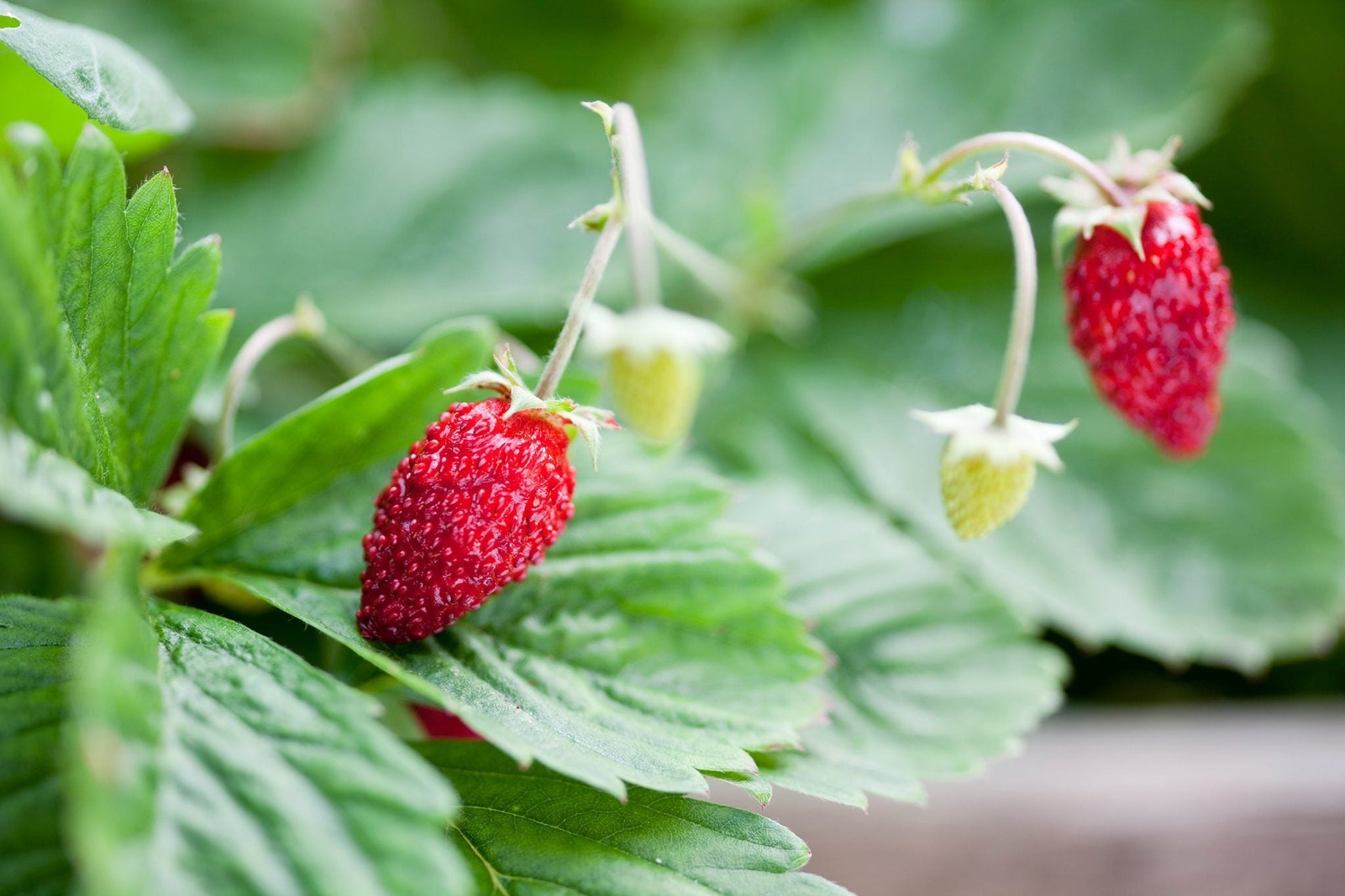 Red berry strawberry seeds alpine variety compact edible plant