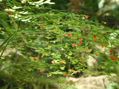 Red Blueberry Seeds – Vaccinium parvifolium Non-GMO Fruit Shrub