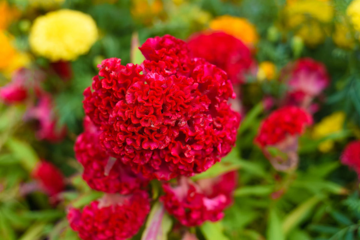 Celosia Flower seeds for Planting Fragrant Blossoms Heirloom & GMO Free Seeds for Home Garden