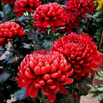 Chrysanthemum Flower seeds for Planting Garden Favorite Heirloom & GMO Free Seeds for Home Garden